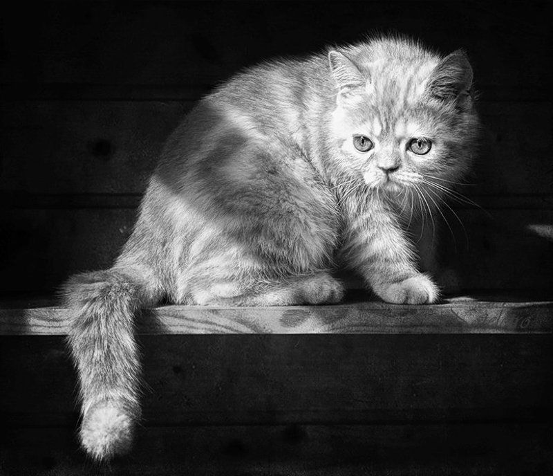 котёнок, экзот Ольша фото превью