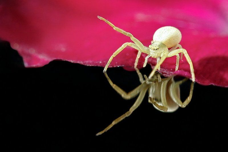 Spider фото превью