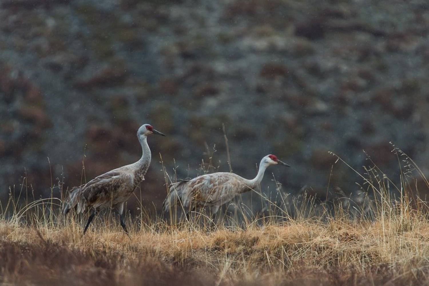 журавль, Иван Кислов