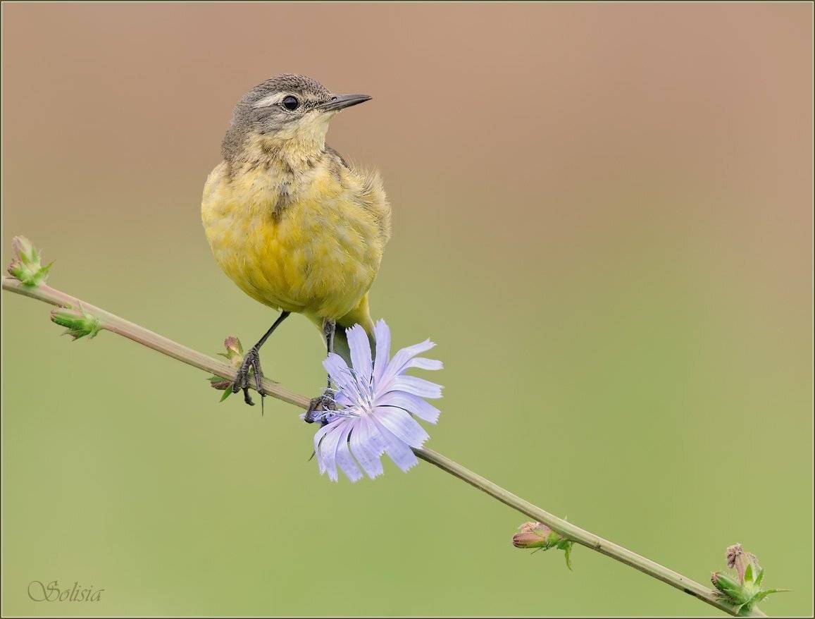 птицы, природа, жёлтая трясогузка, motacilla flava, самка, Солисия