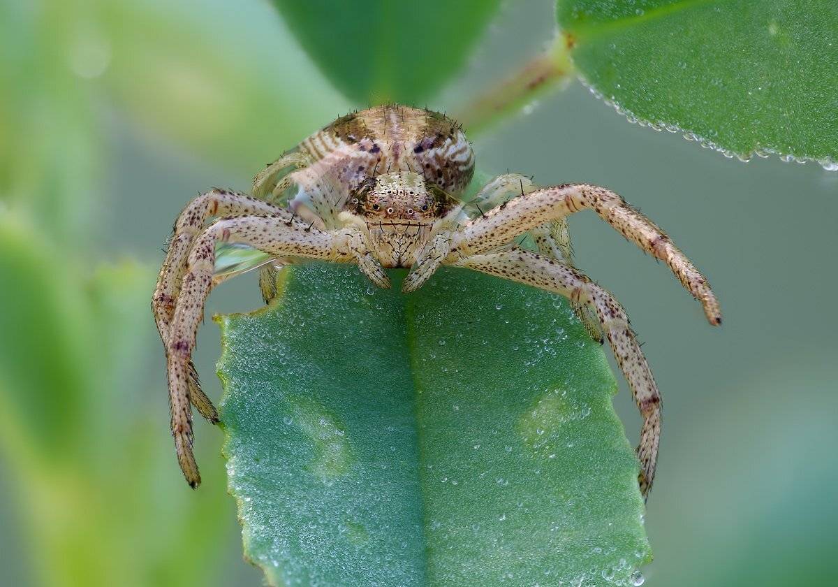 , Вадим Ходаковский