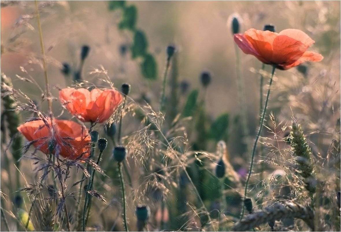 , Николай Шахманцир