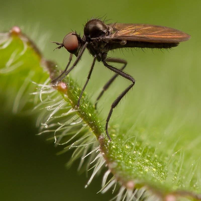 муха, маленькая, macro, Linas T
