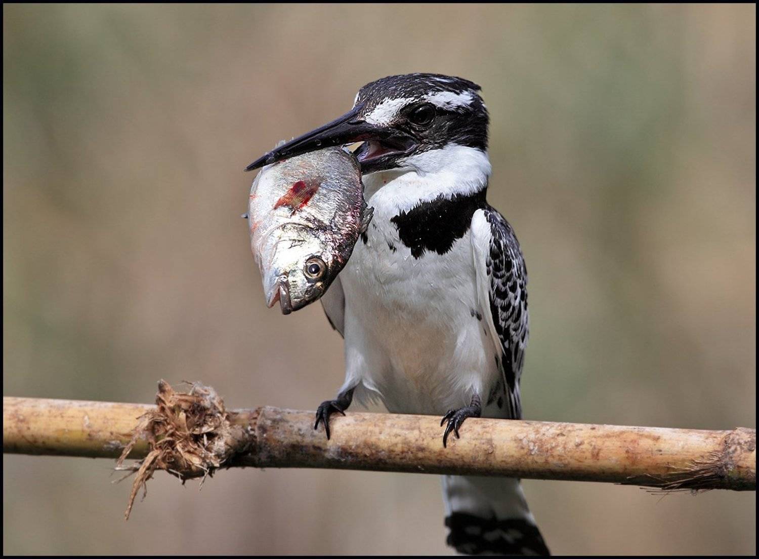 пегий, зимородок, Michael Faiman
