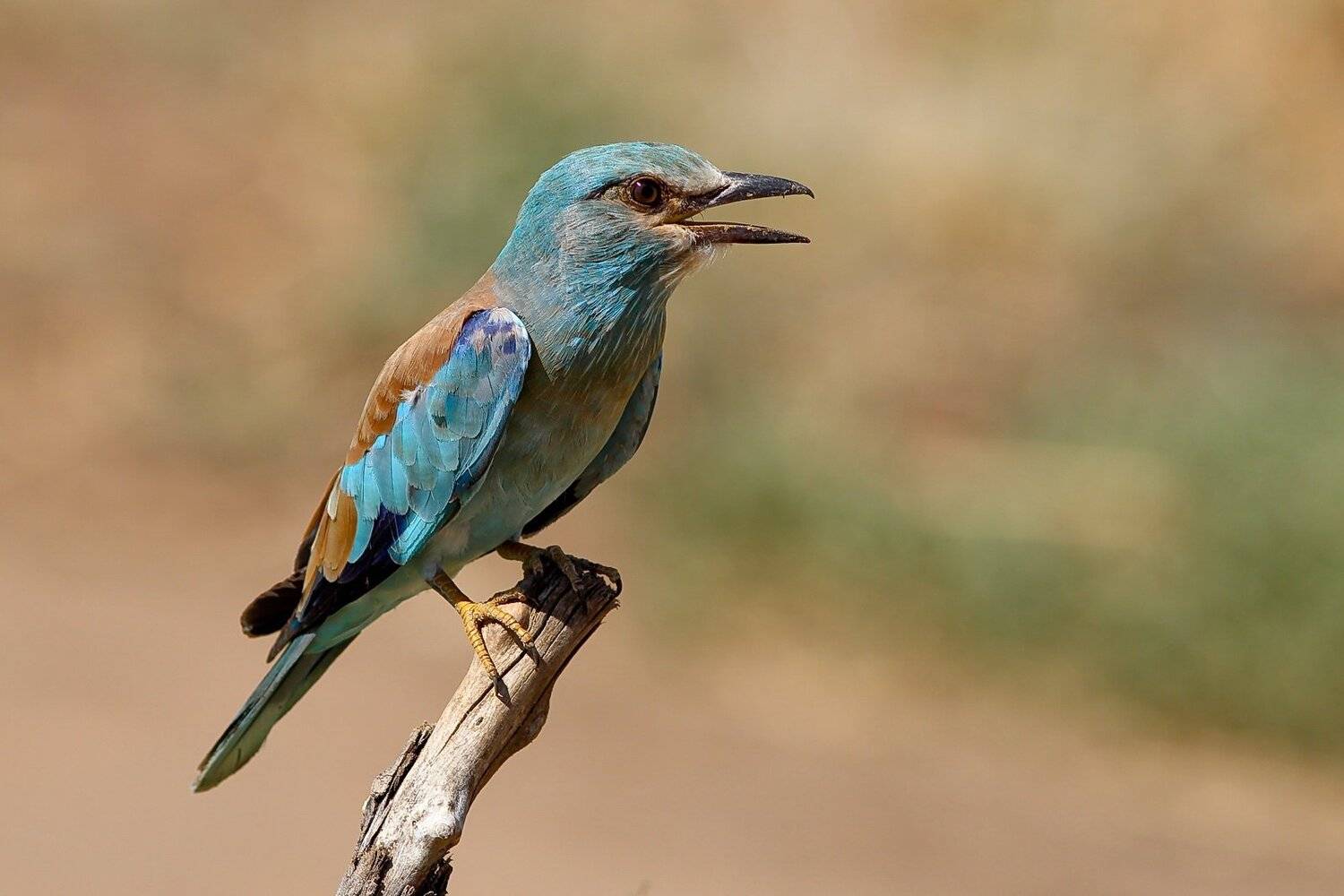 сизоворонка, Вилюнов Дмитрий