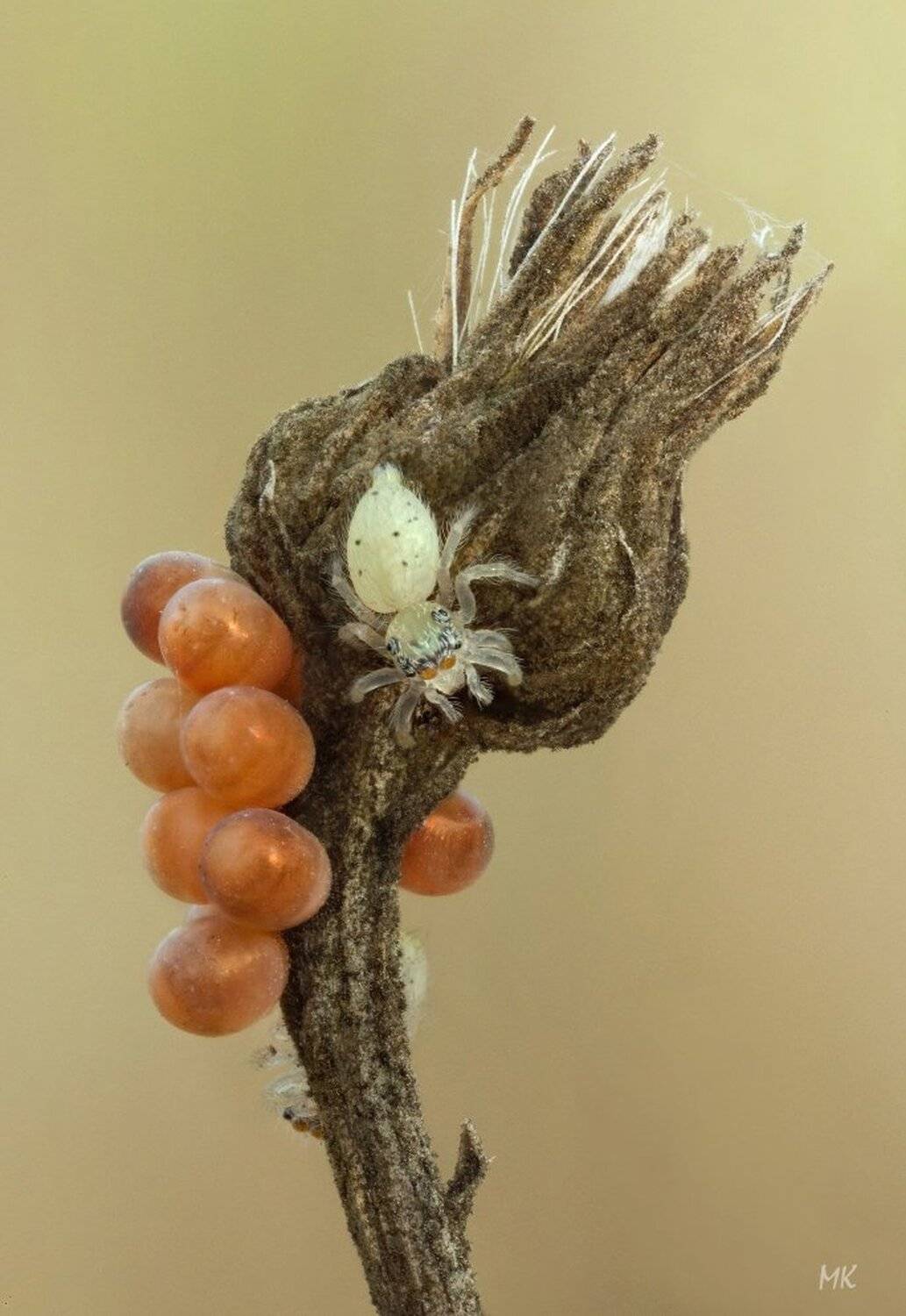 кладка, клоп, паук-скакун, детеныш, Miron Karlinsky