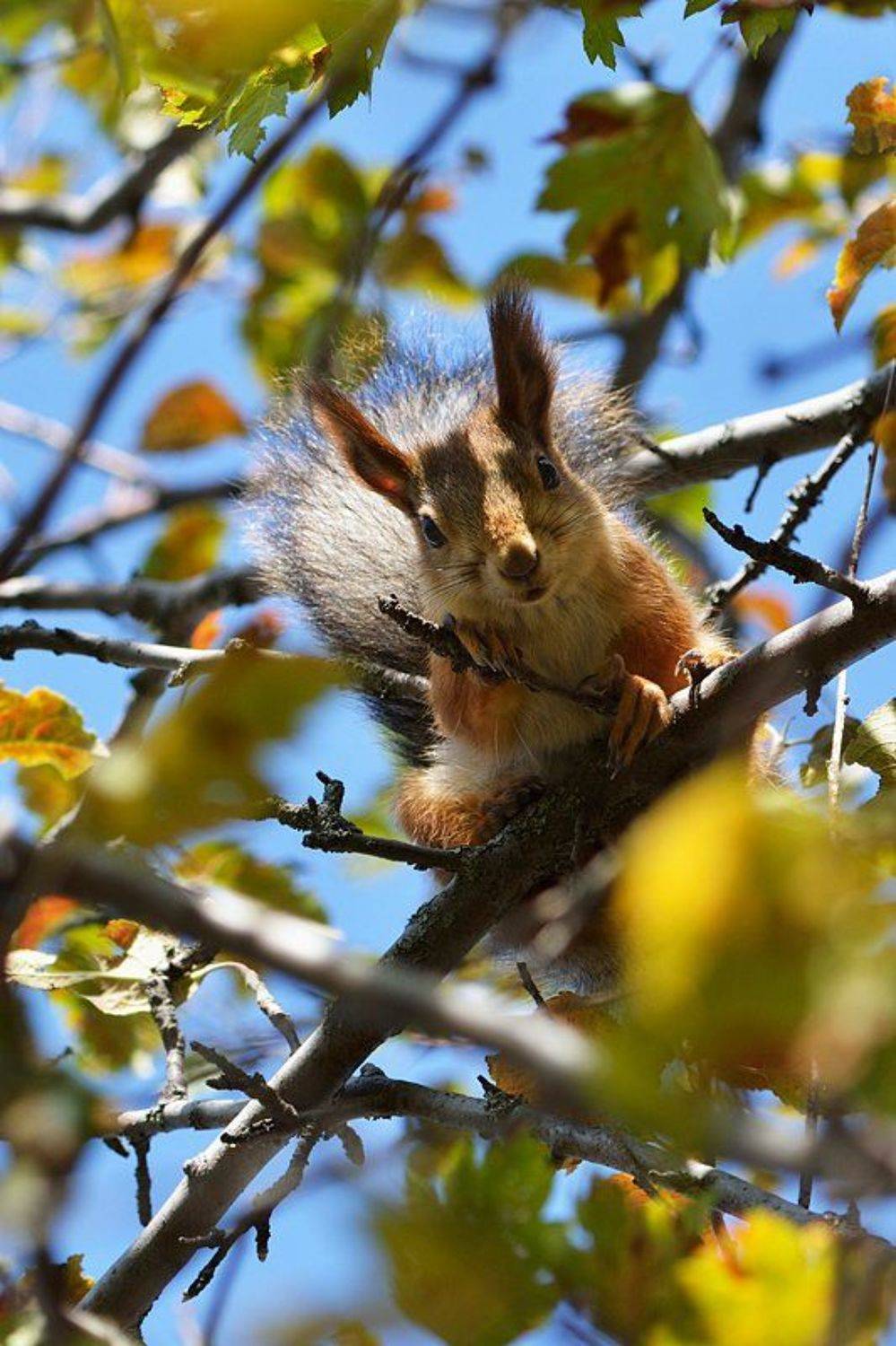 nikon, d7000, macro, close-up, nature, mammal, animal, squirrel, kazakhstan, tien-shan, белка, природа, животные, фотоохота, казахстан, Эдуард Ким
