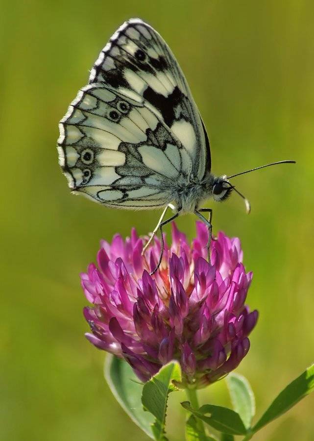 пестроглазка, галатея, Cheplenko Aleksey
