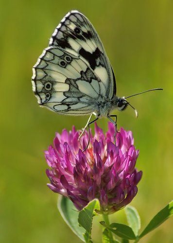 Пестроглазка Галатея