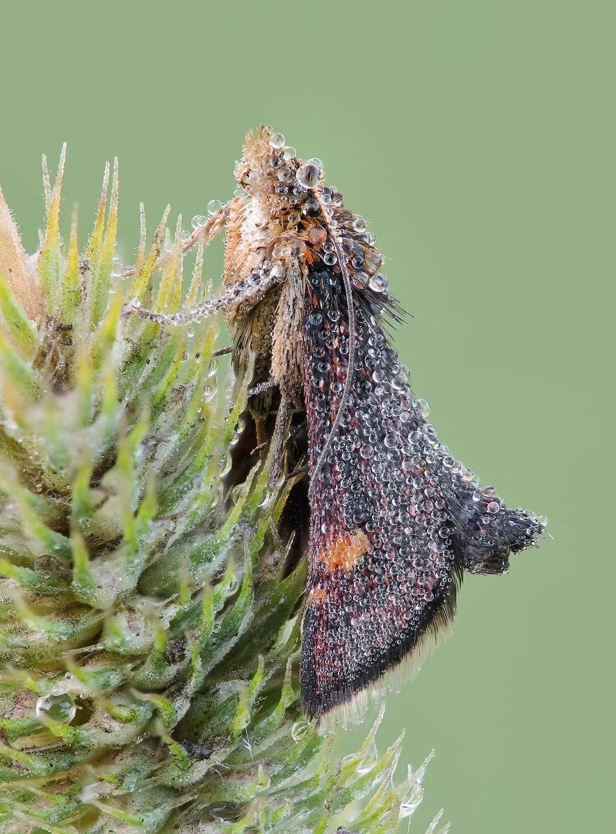 , Вадим Ходаковский