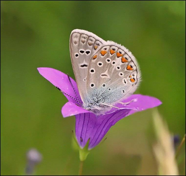 бабочка,макро,насекомые,, Андрей Корочкин