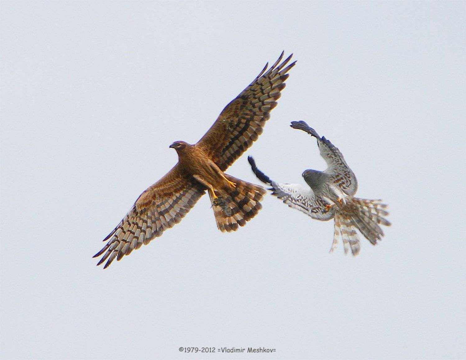 , &copy; =Vladimir Meshkov=