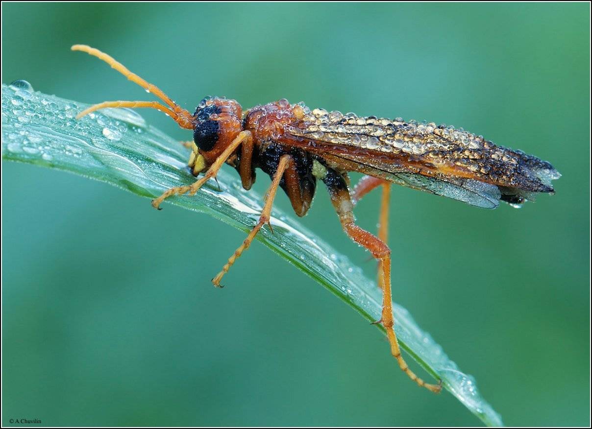 утро,роса,пилильшик,июнь, Александр Чувилин