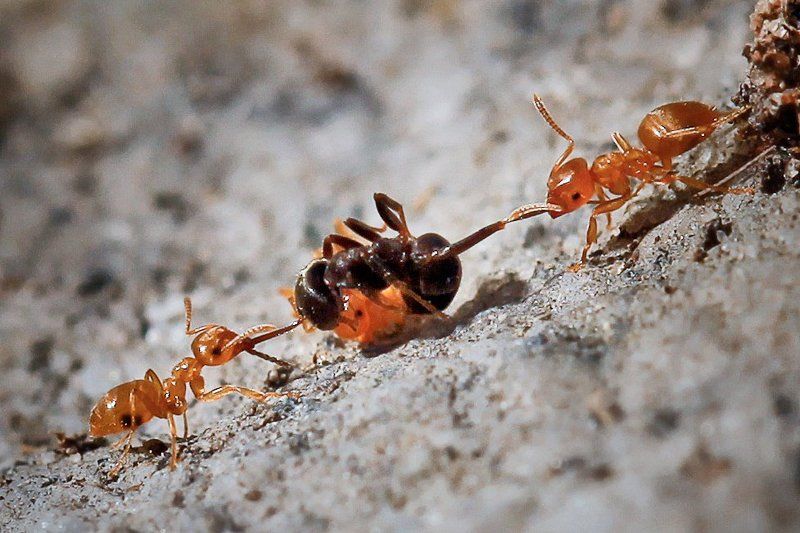 Battle of the Ants фото превью
