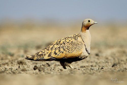 В поисках воды