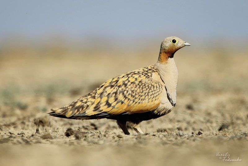 птицы, рябок, чернобрюхий, pterocles, orientalis В поисках воды фото превью