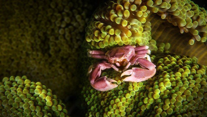 краб,бали. Живу я здесь фото превью