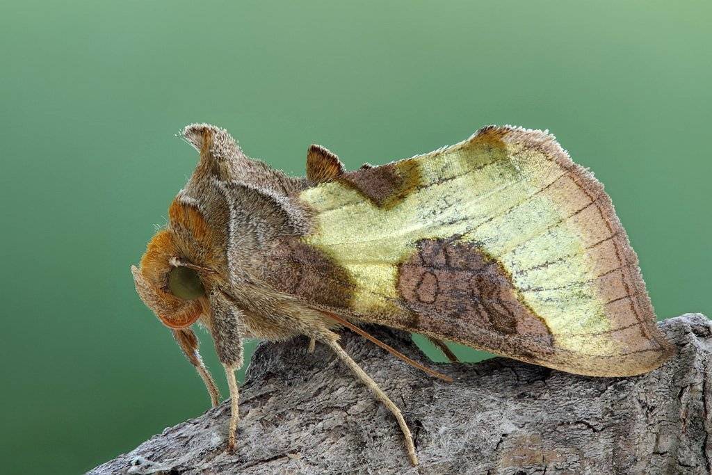 diachrysia, stenochrysis, Сергей Таланов