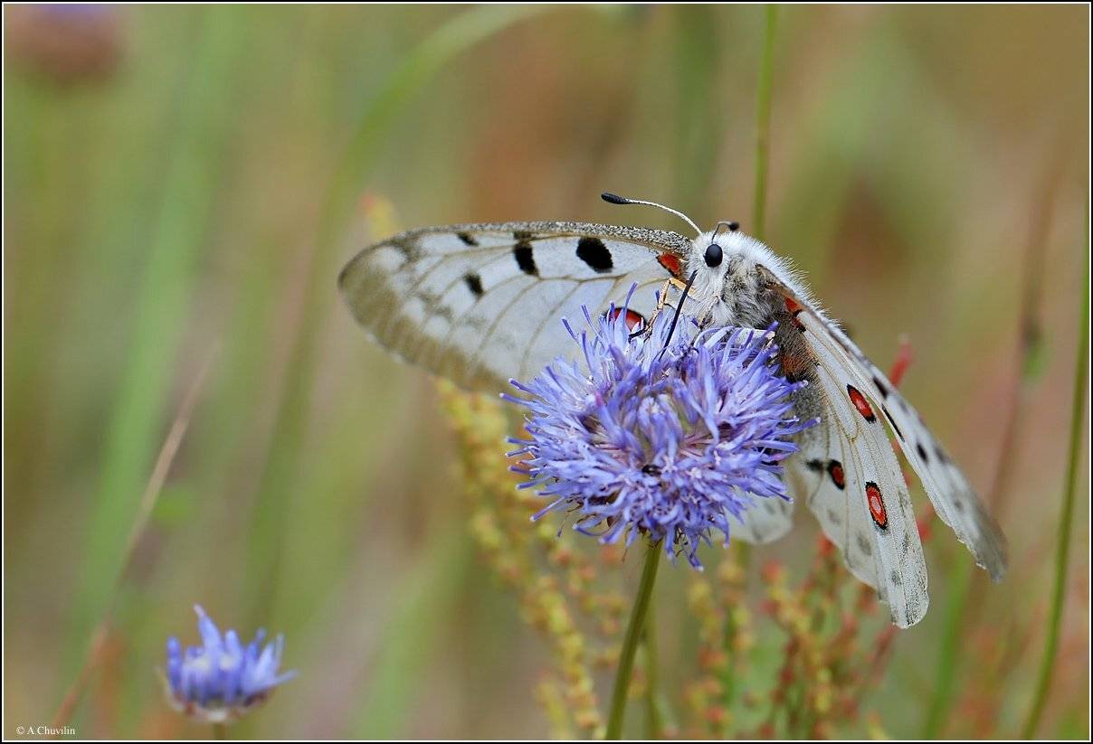 аполлон,самец,бабочка,обед,луг, Александр Чувилин