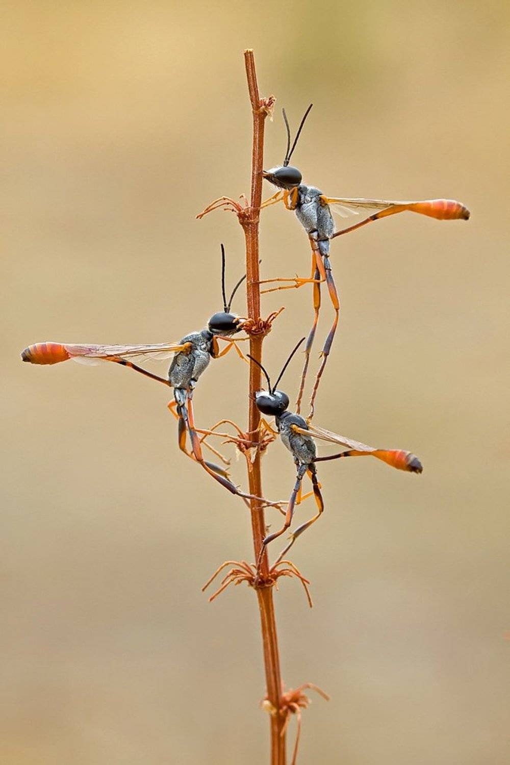 himenoptera, Remus Moise