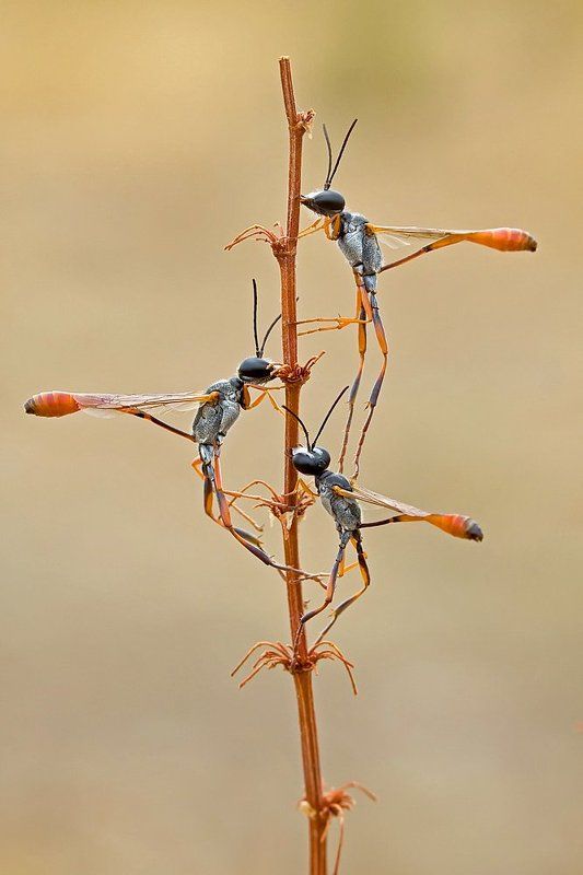 himenoptera The team фото превью