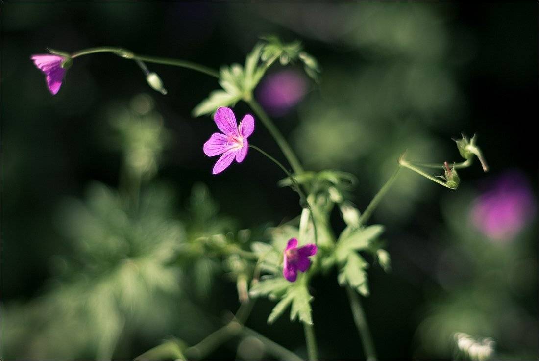 , Николай Шахманцир