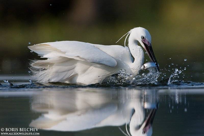 греция, борис белчев, малая белая цапля, egretta garzetta,, Борис Белчев