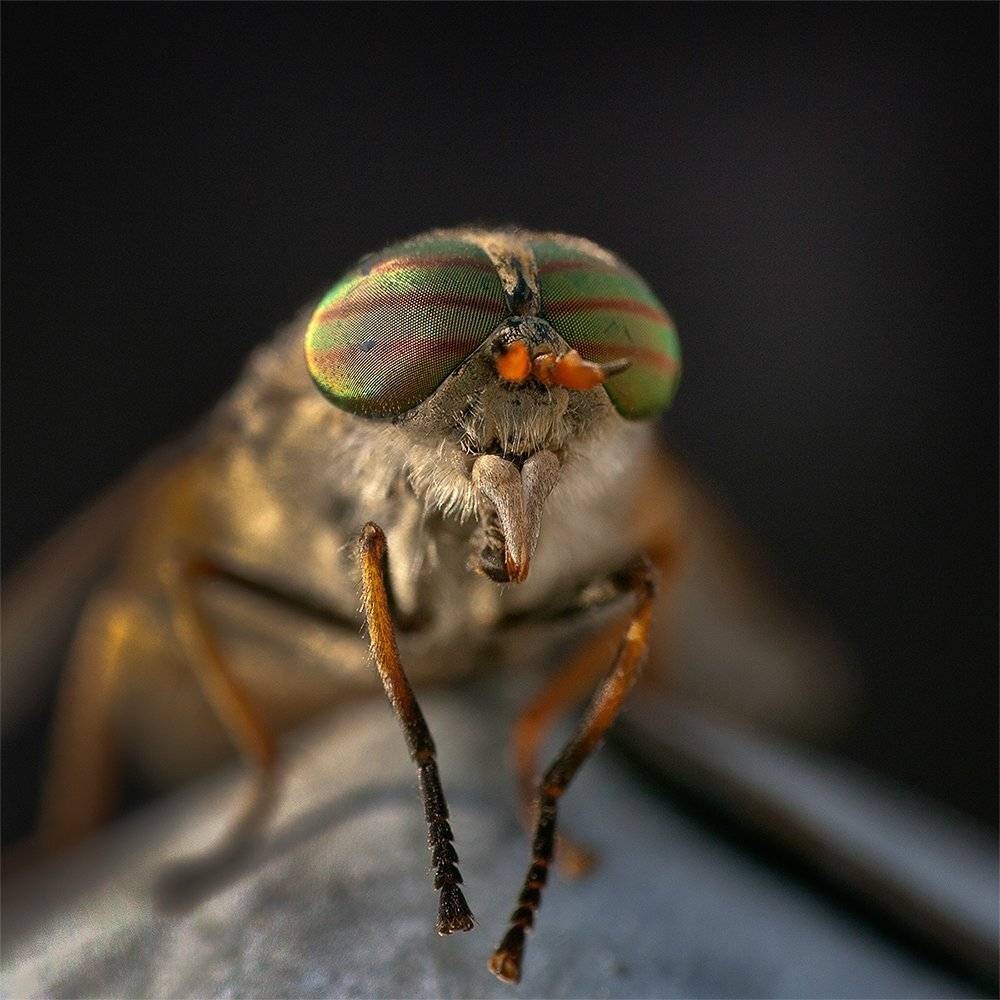 , Петр Антонович