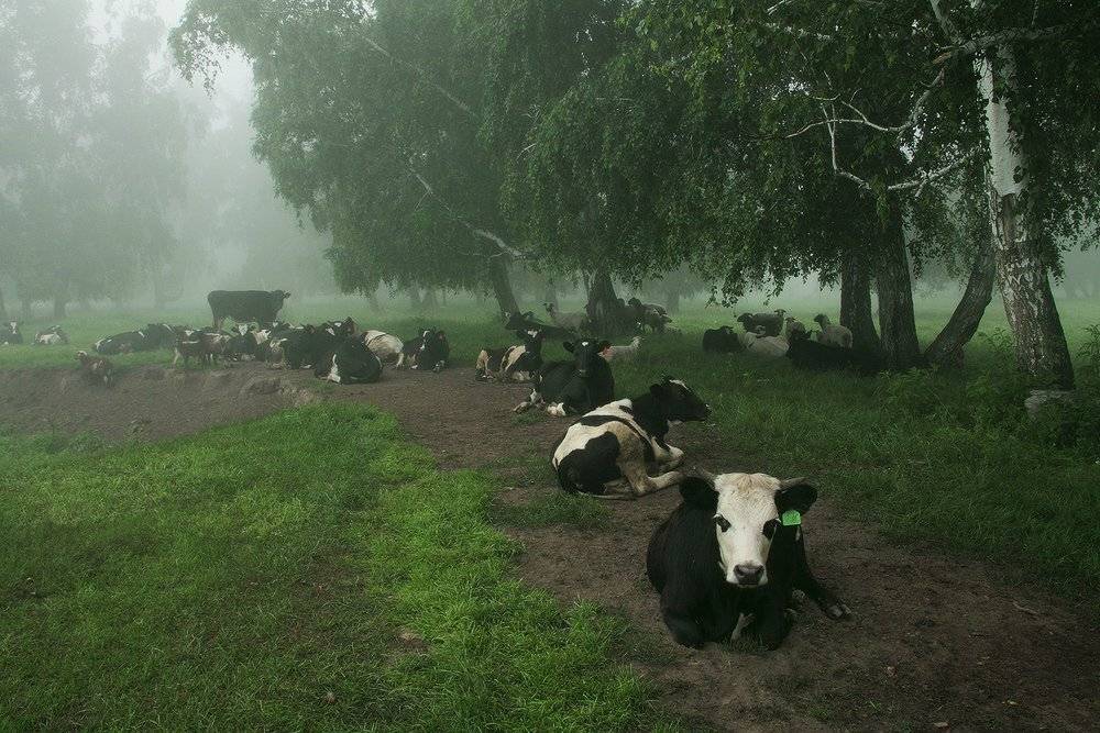 , Николай Морский