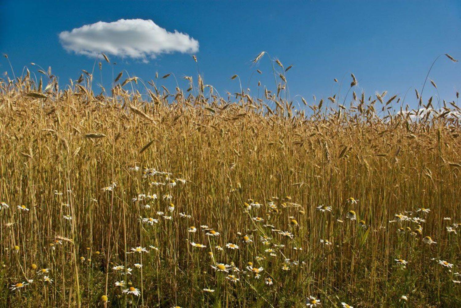 рожь, ромашки, небо, облако, зной, прошлое лето