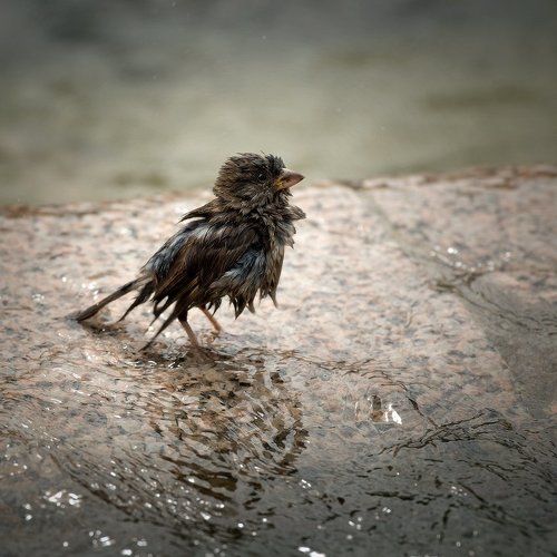 последний самурай