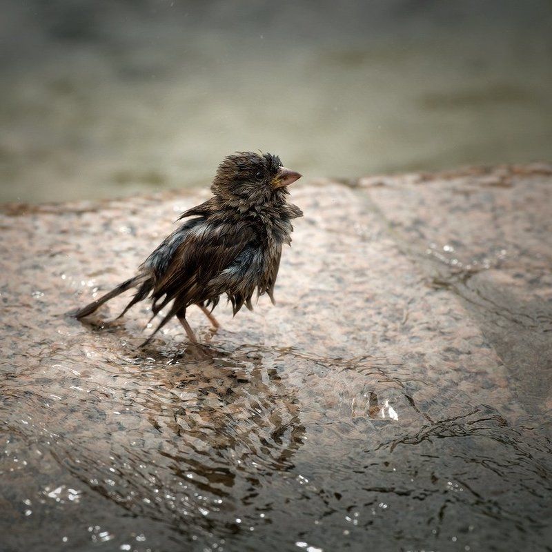 самурай, последний, жарко последний самурай фото превью