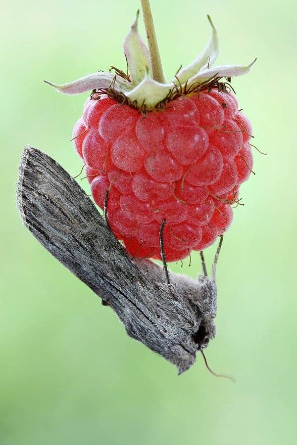 , Сергей Таланов
