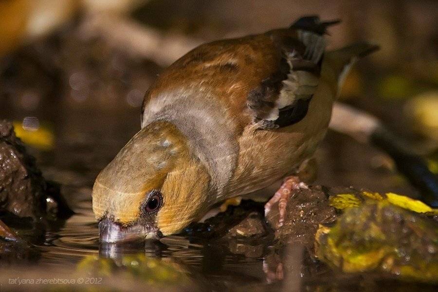 дубонос, Татьяна Жеребцова