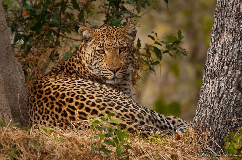 Леопардик фото превью