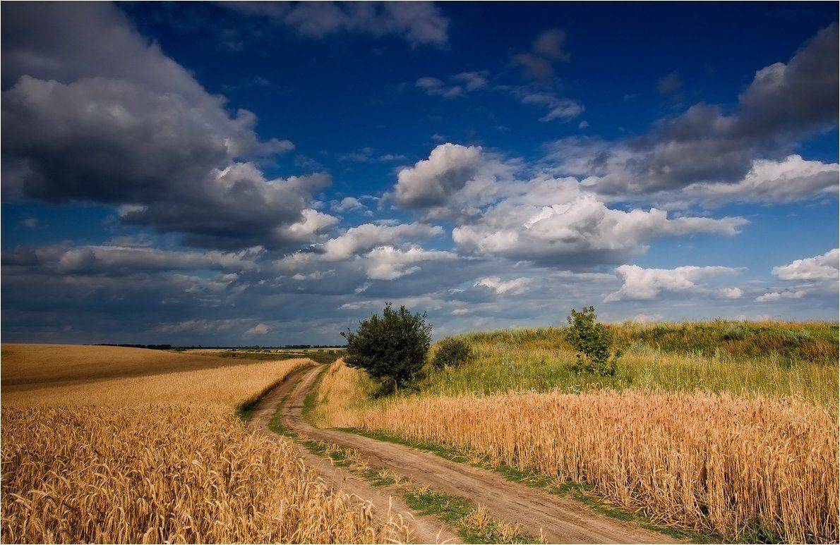 , Николай Шахманцир