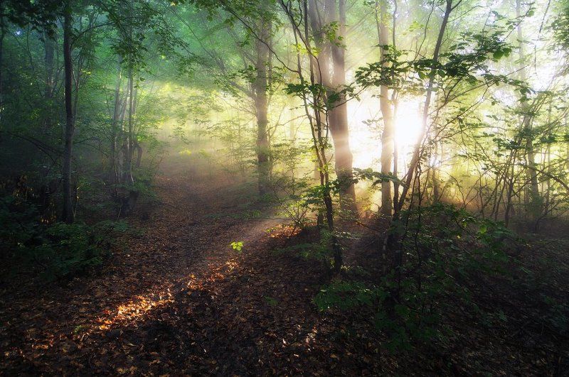 Утро в лесу... фото превью