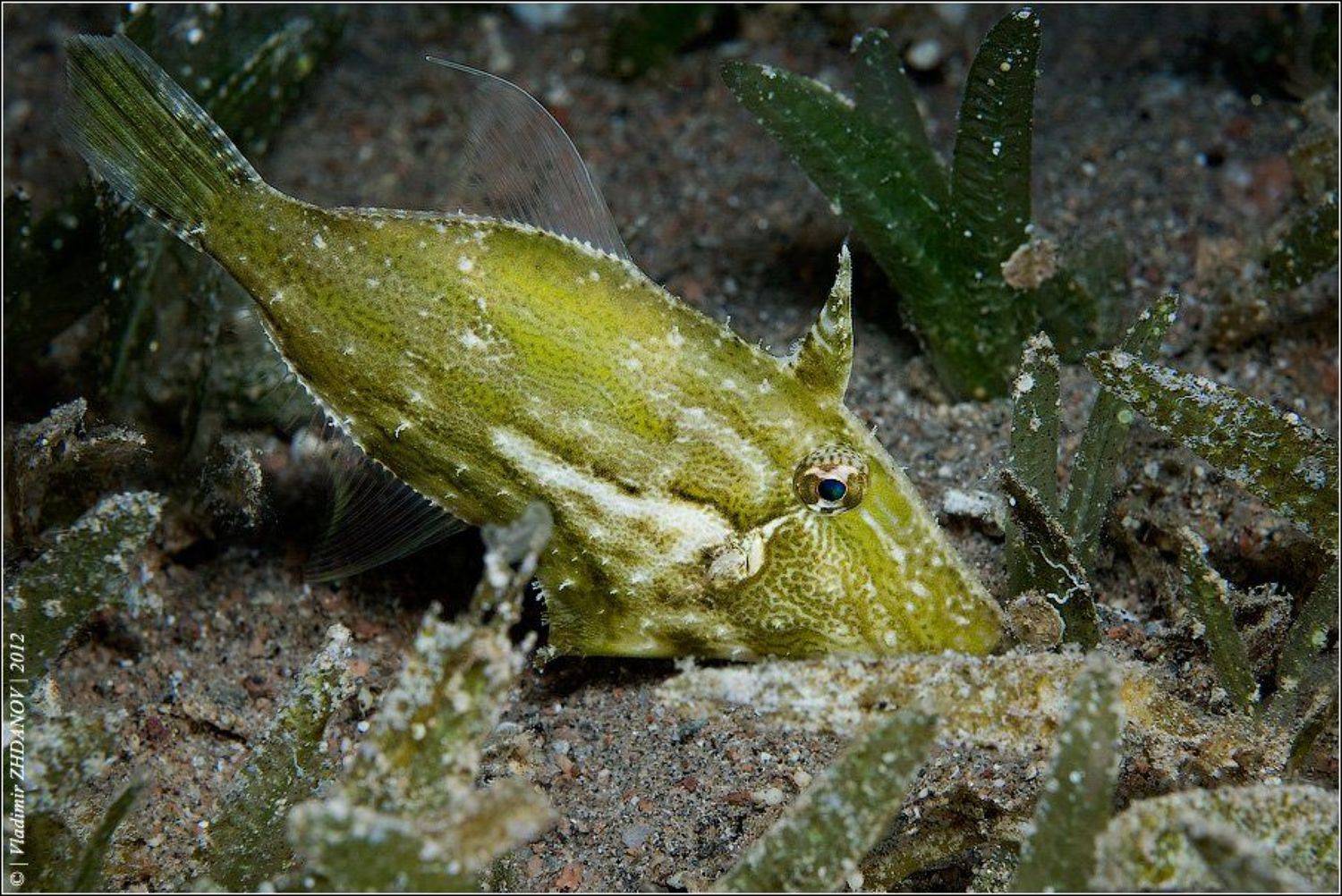 рыба, единорог, красное, море, египет, дахаб, подводное, фото, ночное, погружение, Владимир Жданов