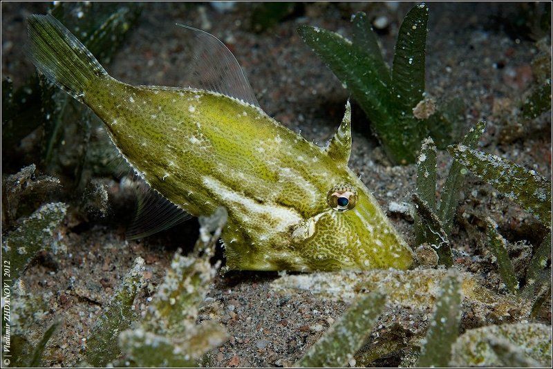 рыба, единорог, красное, море, египет, дахаб, подводное, фото, ночное, погружение - Водоросля я... (уныленько так) фото превью