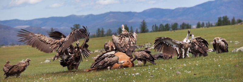 ПИР... фото превью