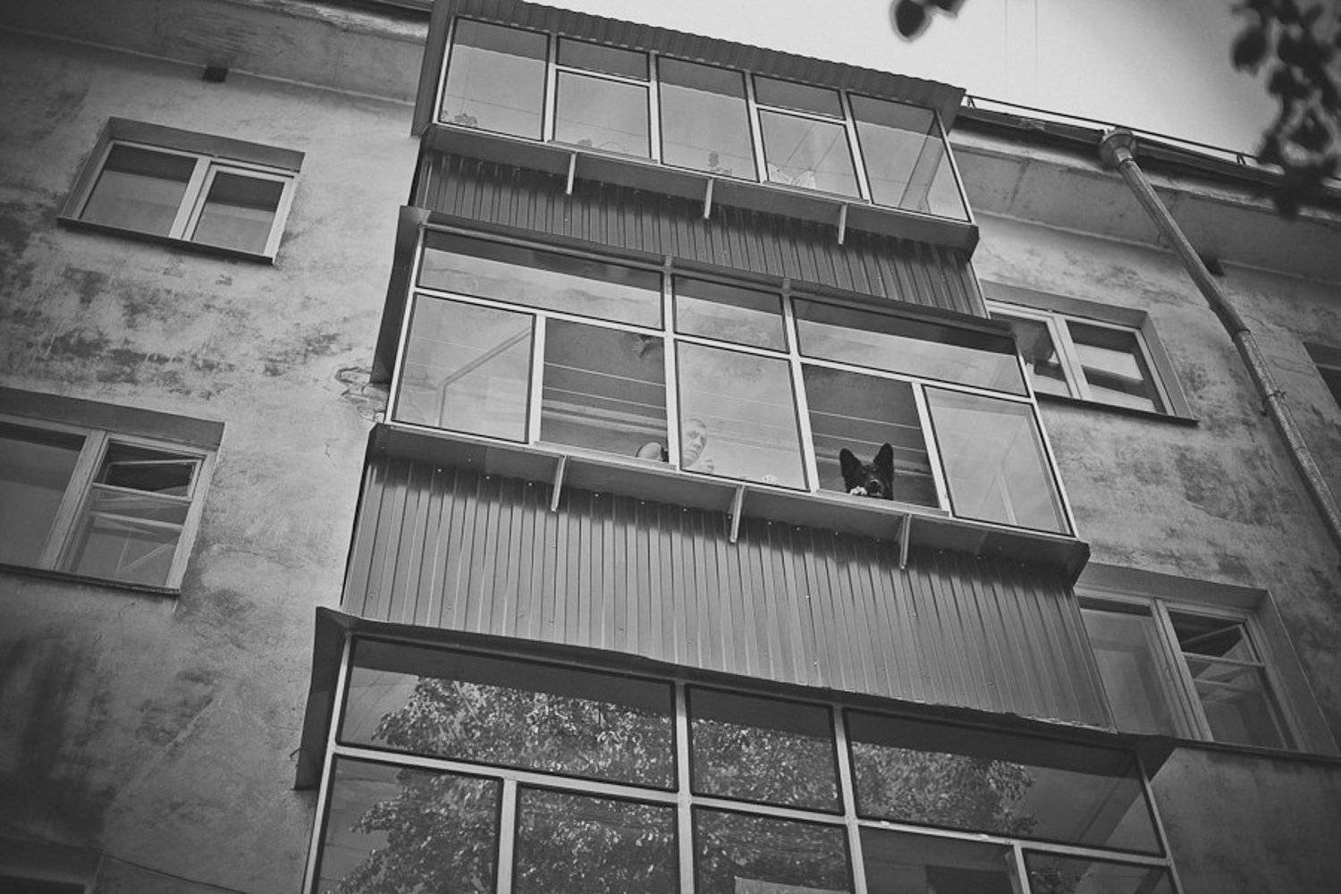 собака, человек, наблюдение, Сергей Белых