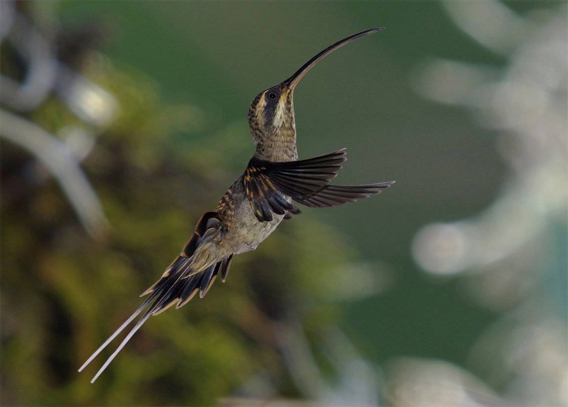 длинноклювый колибри-отшельник , phaethornis longirostris , long-billed hermit , phaethornithinae , trochilidae, Sergey Volkov