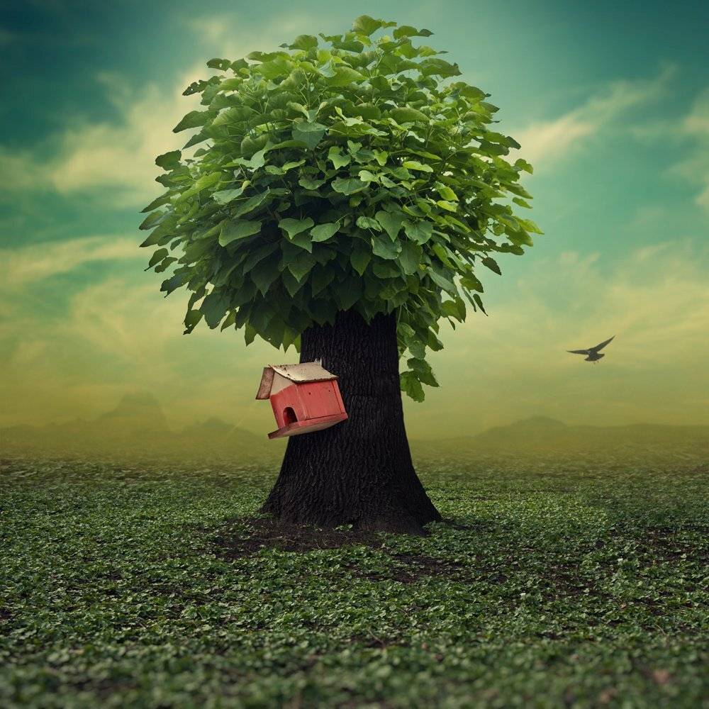, Caras Ionut