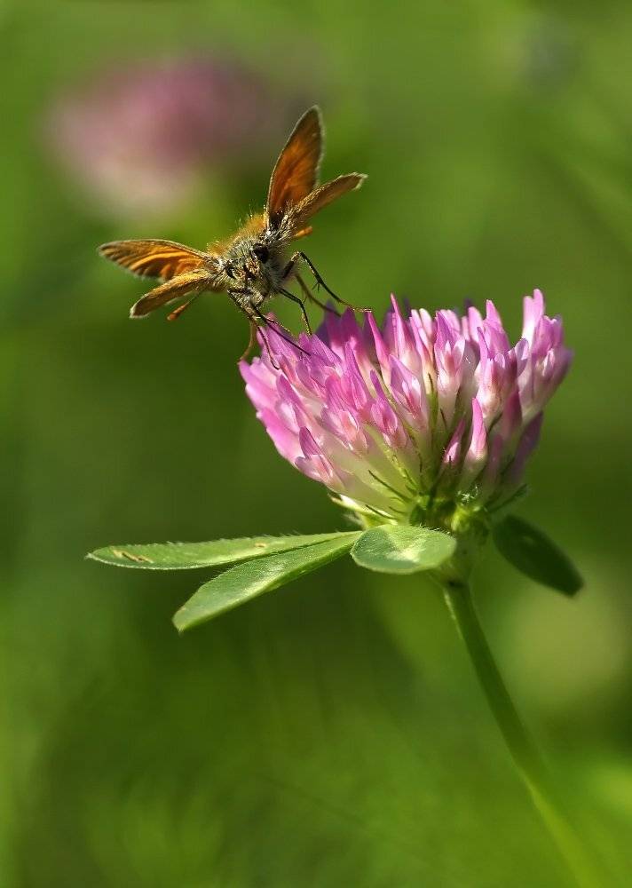 толстоголовка, Cheplenko Aleksey