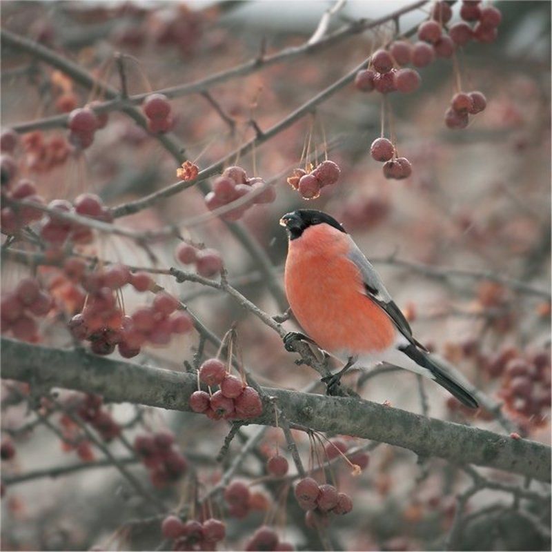 ...рождественская распродажа..)) фото превью