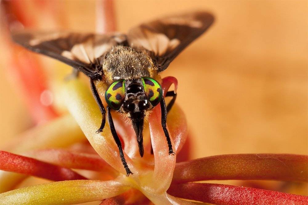обыкновенный пестряк, chrysops relictus, macro, дарлингтония, насекомоядный, Linas T