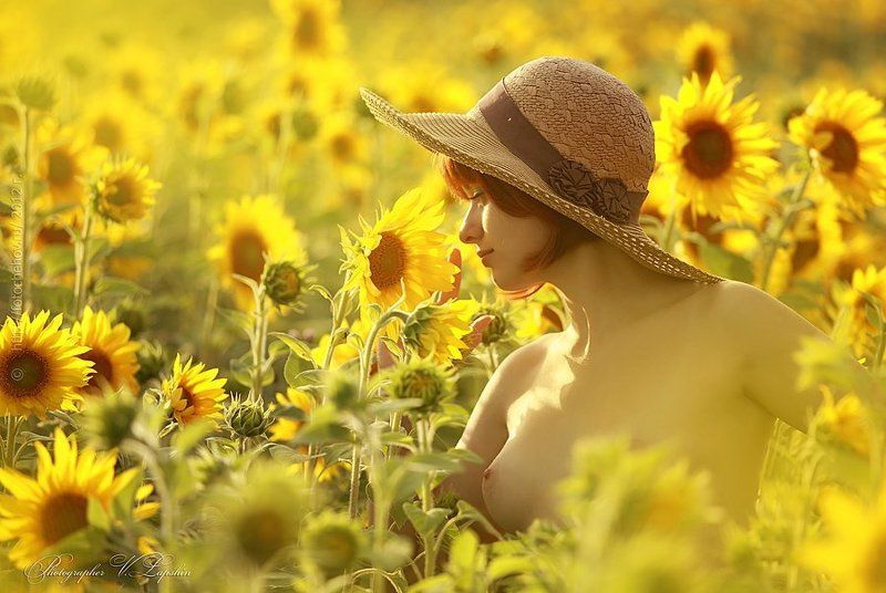 Sunflower фото превью