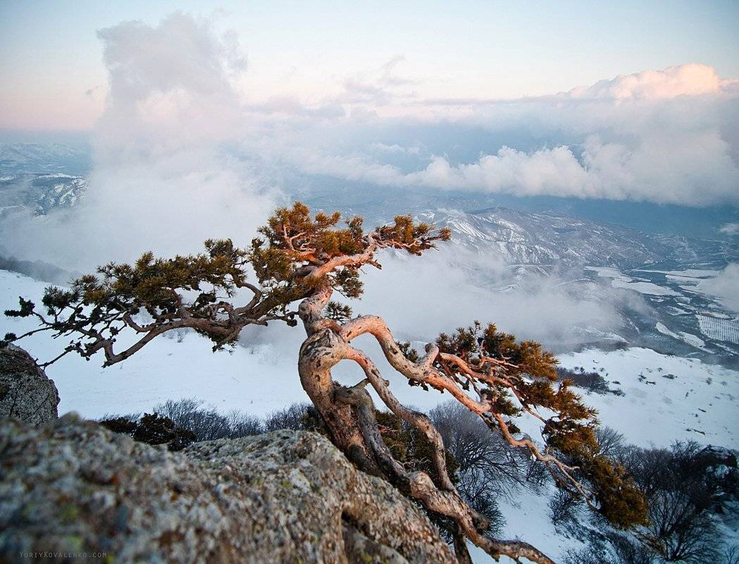 kovalenko, крым, пейзаж, дерево, демерджи, закат, зима, Юрий Коваленко