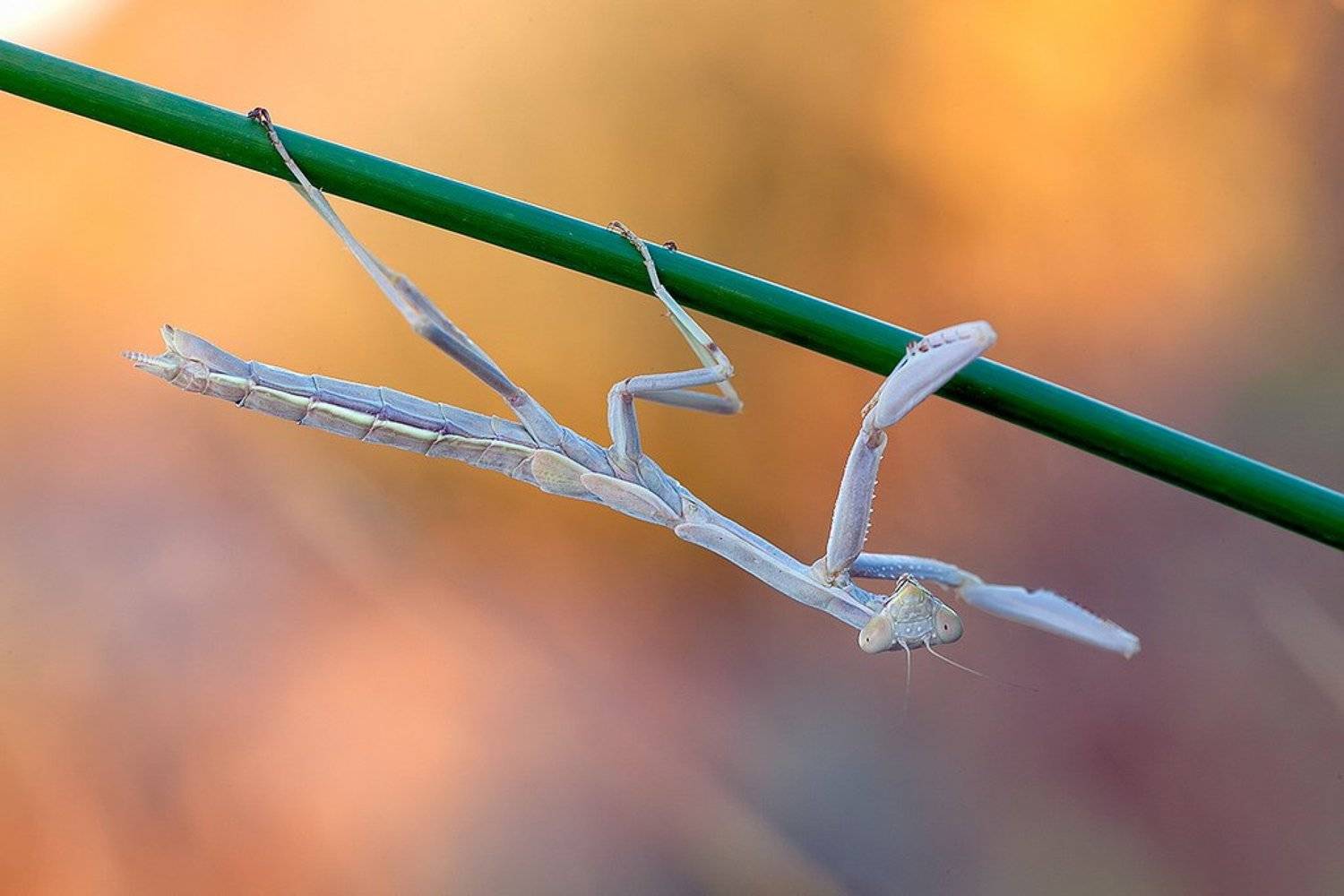 mantodea, mantis, 5dmkii, 100mm l is, canon, macro, madrid, spain, Remus Moise