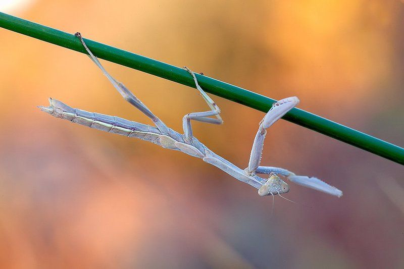 mantodea, mantis, 5dmkii, 100mm l is, canon, macro, madrid, spain Mantis religiosa фото превью